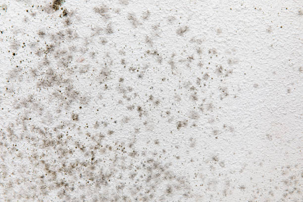 Best Real Estate Mold Inspection  in Davis, CA
