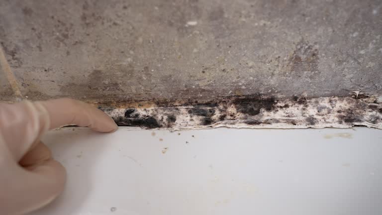 Best Mold Remediation for Healthcare Facilities  in Davis, CA